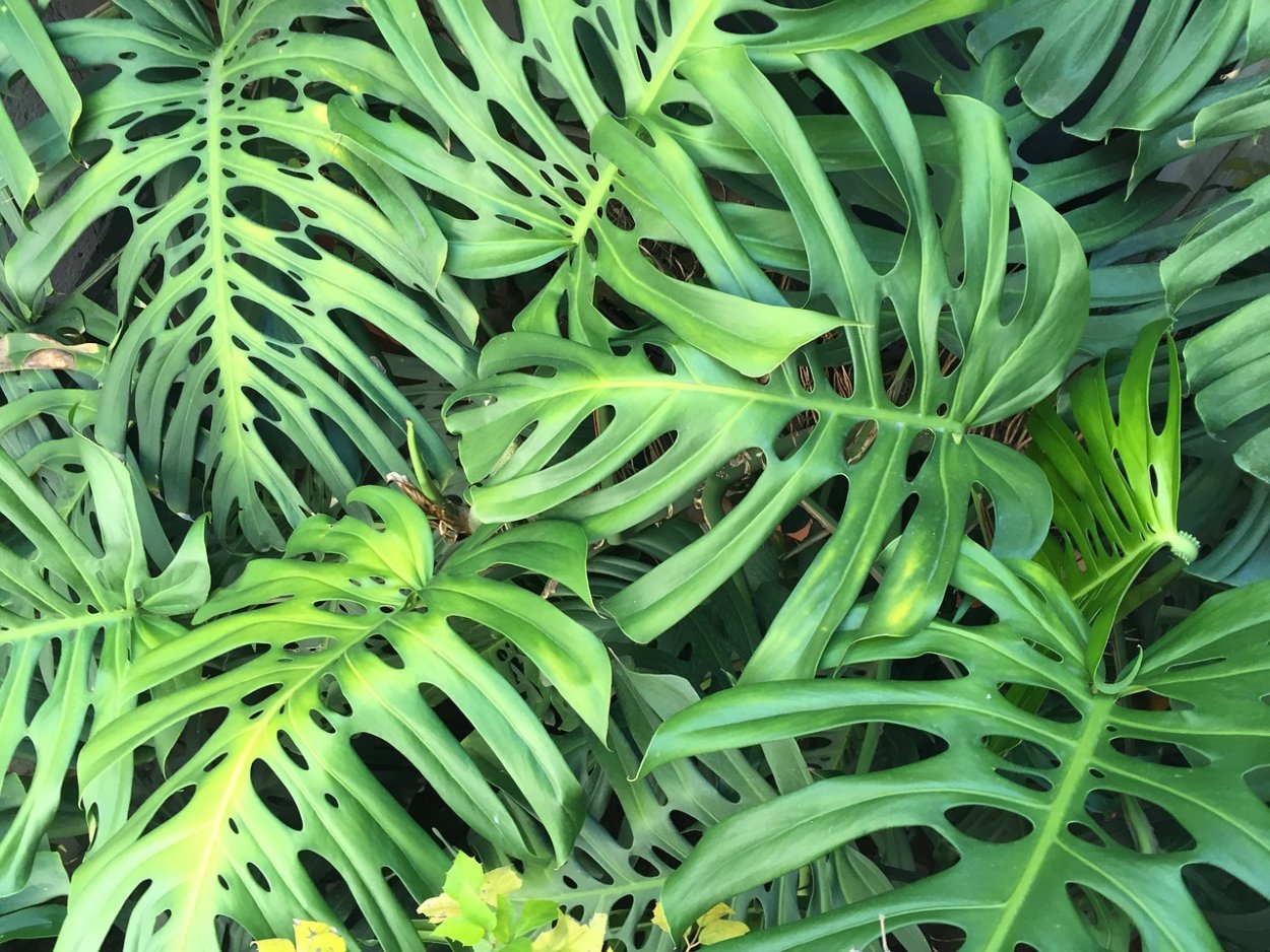 Монстера Фридрихшталя вариегатная