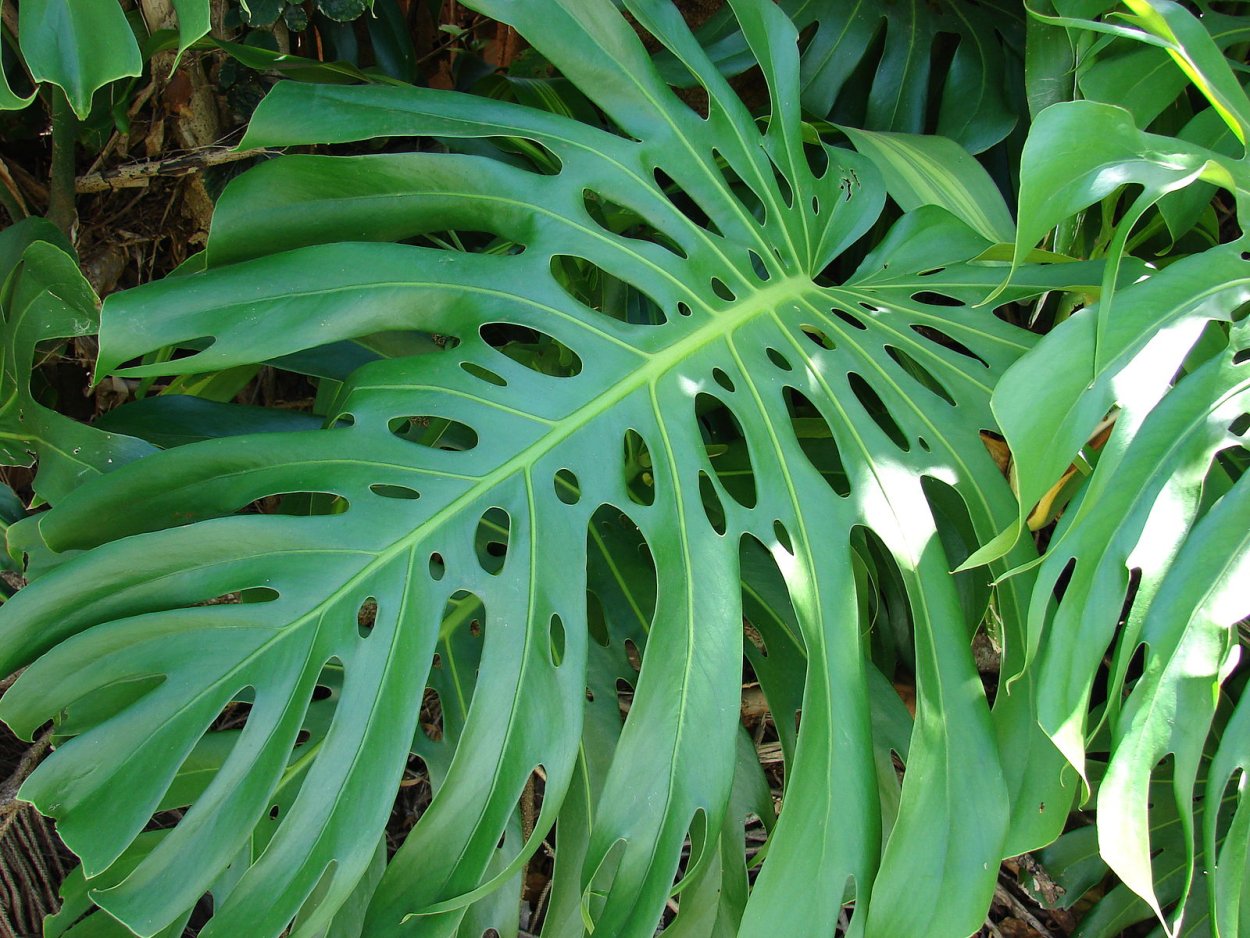 Монстера деликатесная (Monstera deliciosa)