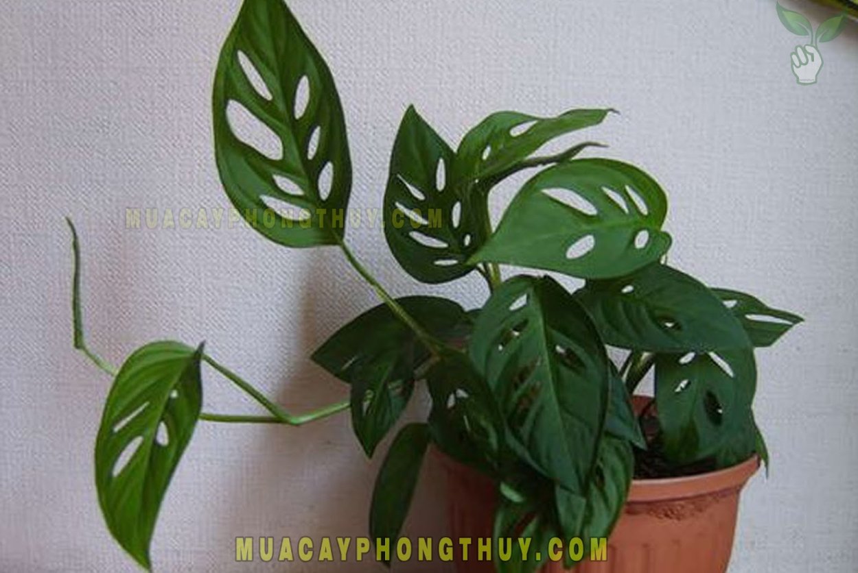 Монстера Пертусум