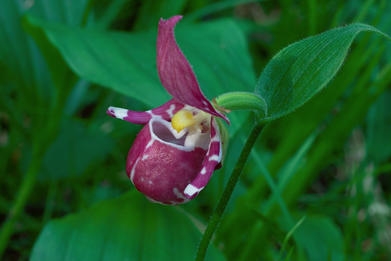 Венерин башмачок красная