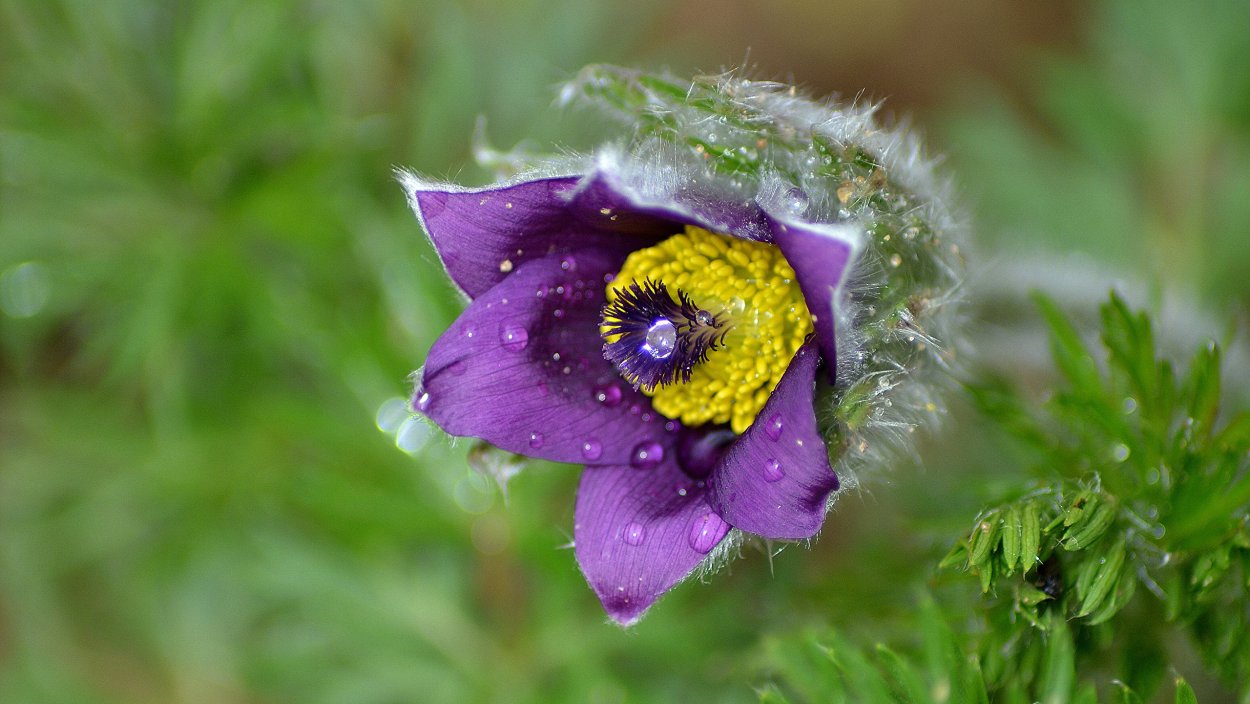 Прострел, сон-трава, Пульсатилла