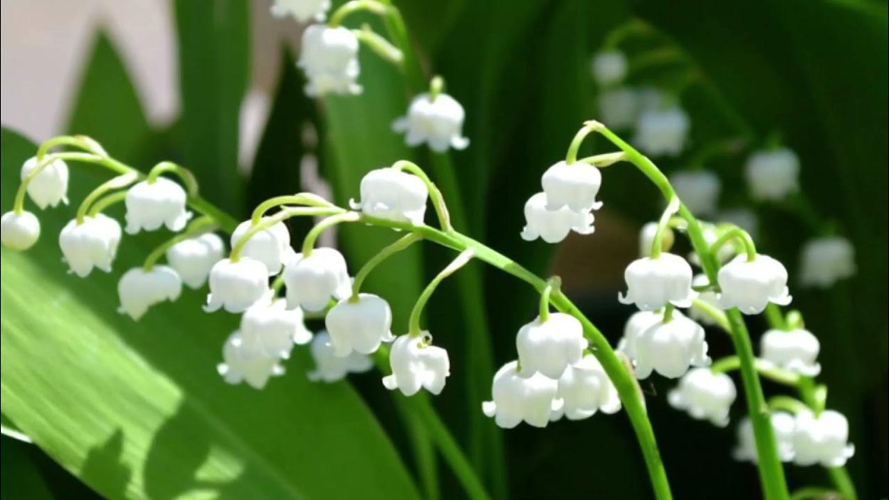 Краснокнижное растение Ландыши