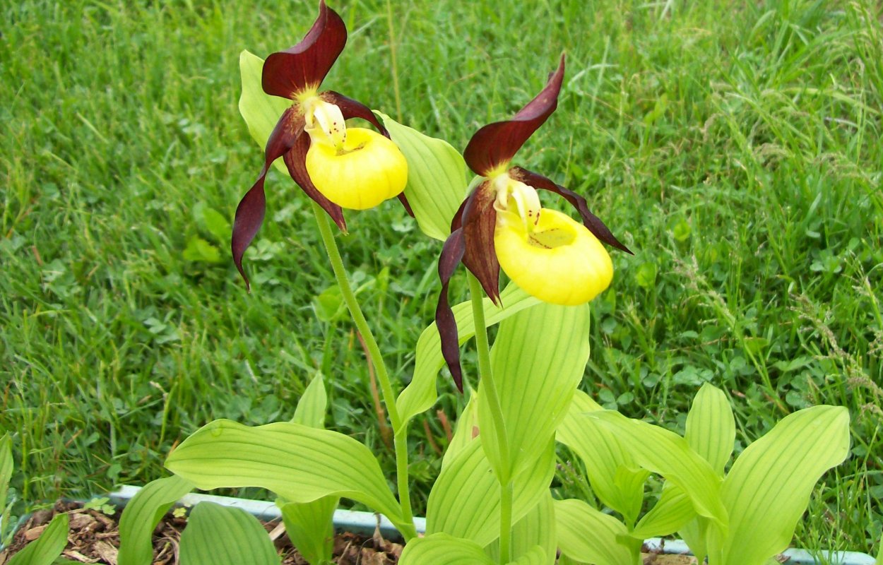 Циприпедиум кальцеолус