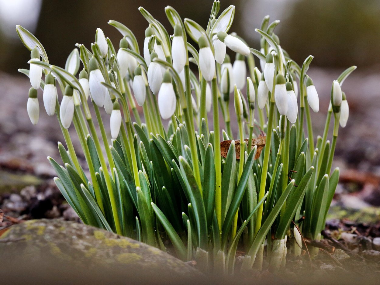 Первоцветы подснежники