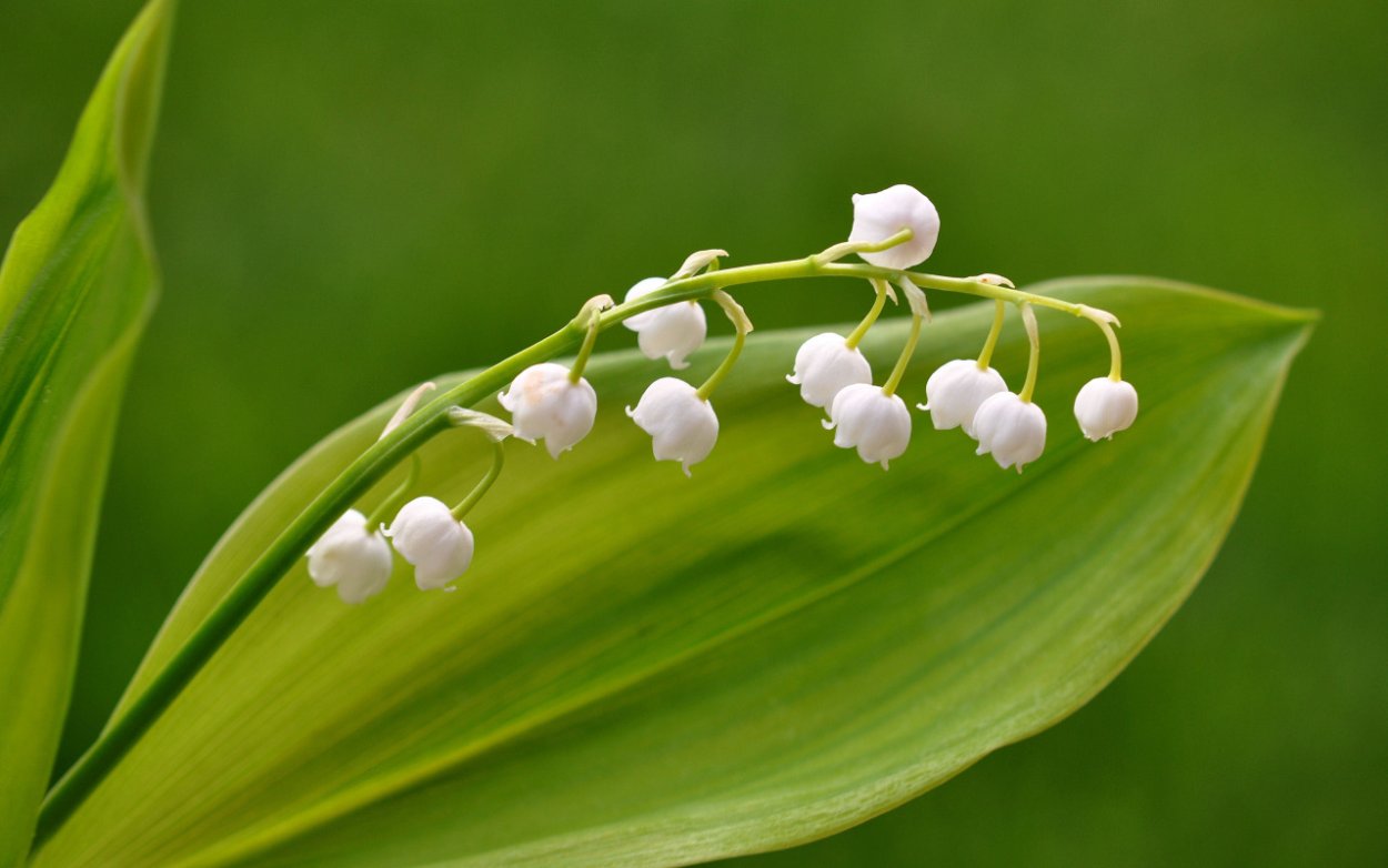 Ландыш Майский соцветие