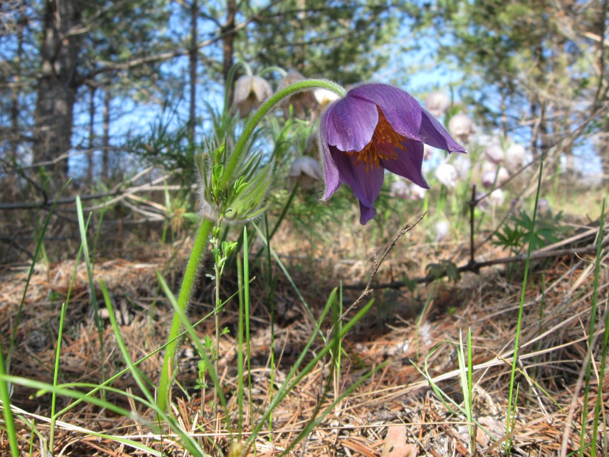 Национальный парк нижняя Кама растения