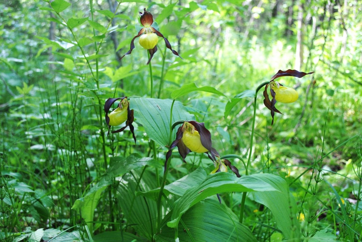 Венерин башмачок в каре