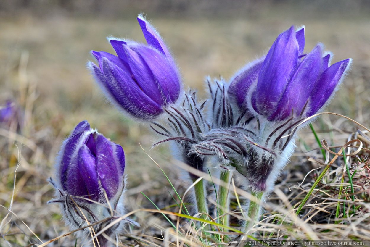 Прострел (Подснежник, сон-трава, Pulsatilla)