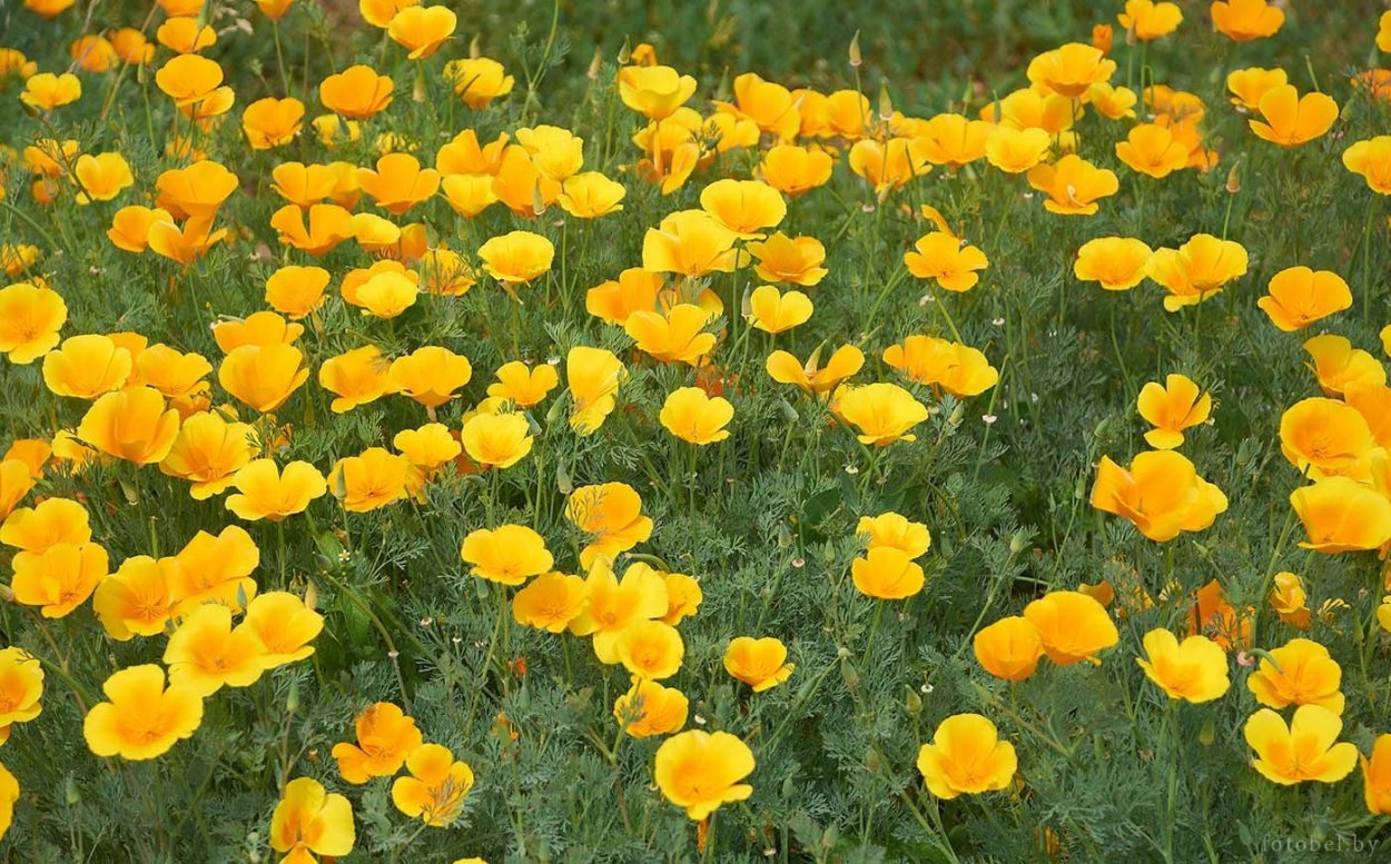 Белорусские растения