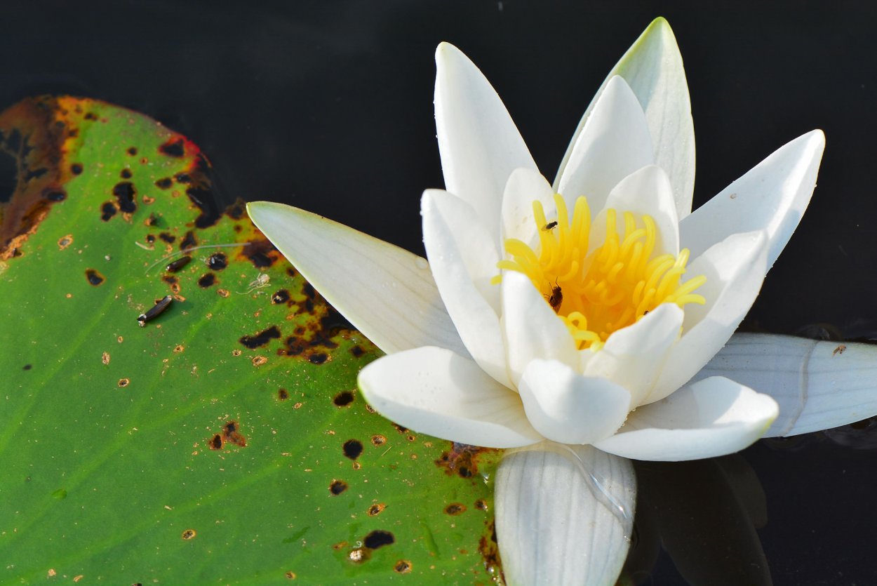 Кувшинка белая красная книга