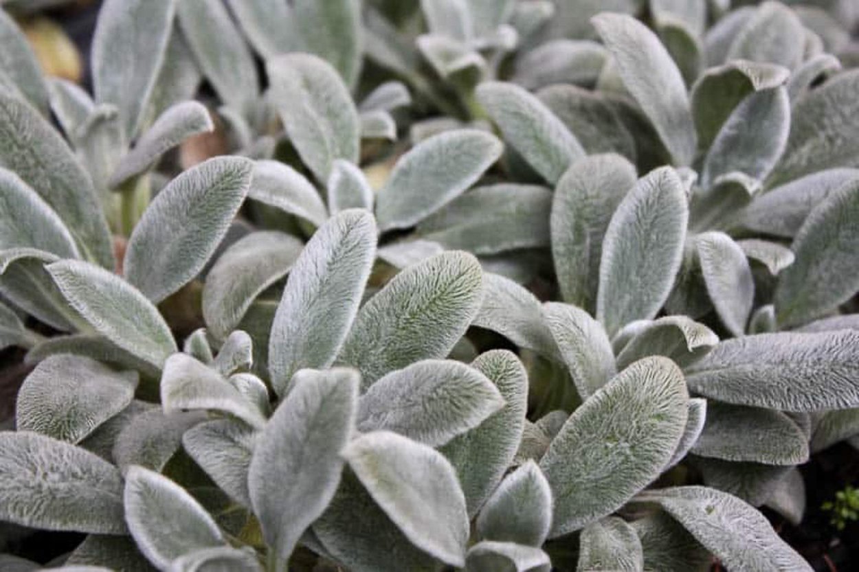 Стахис шерстистый листья