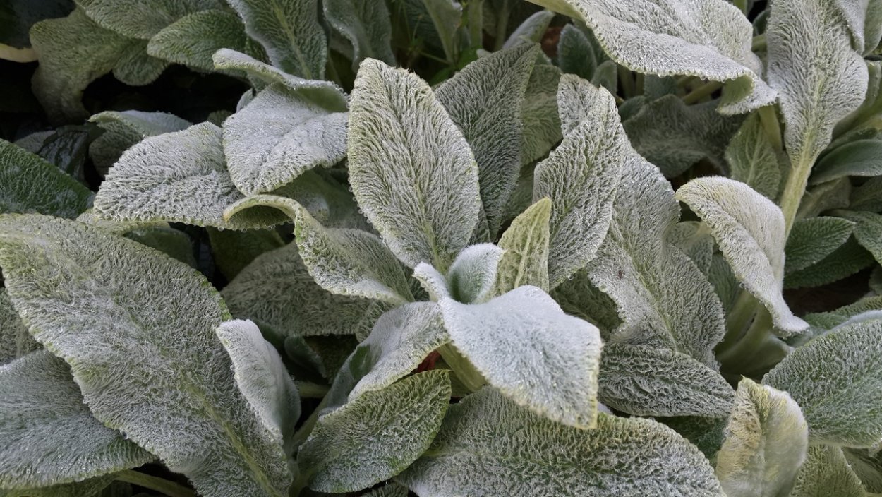 Стахис шерстистый