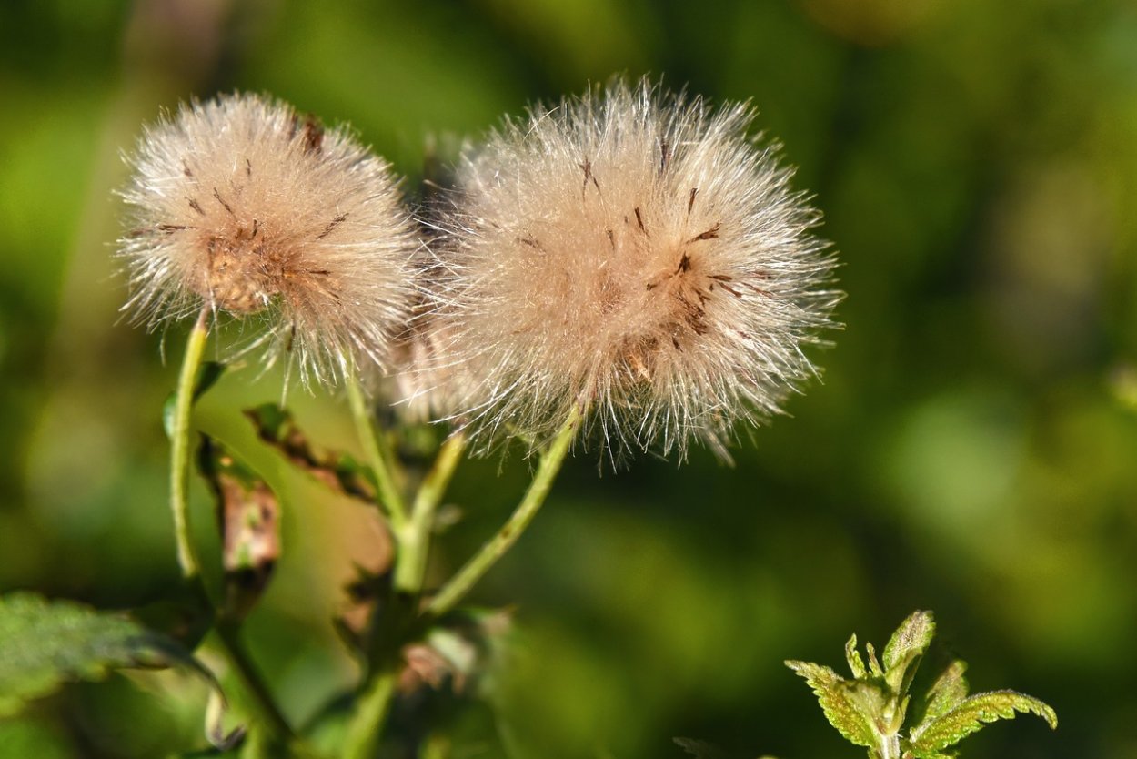 Стахис Византийский