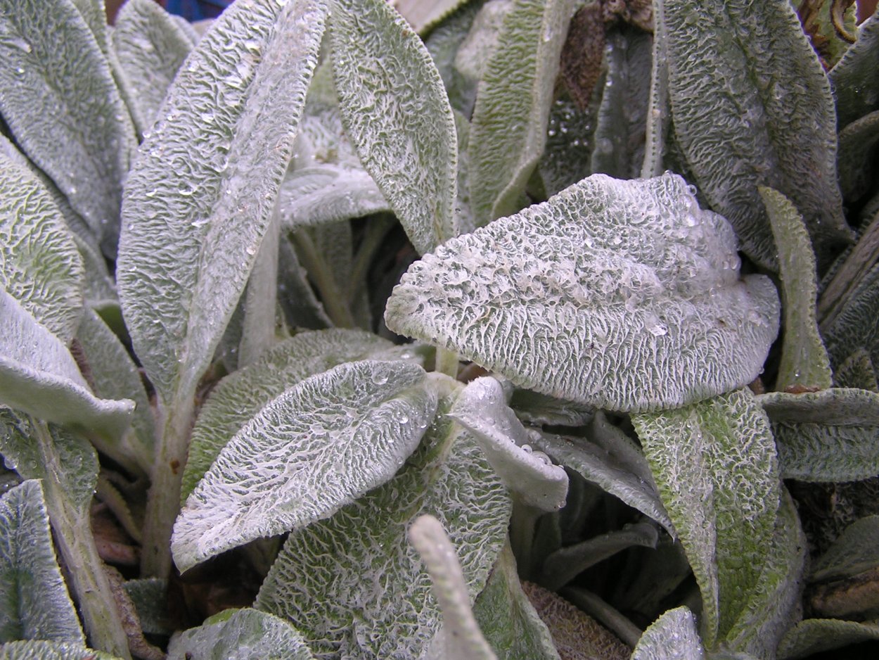 Ковыль гривастый