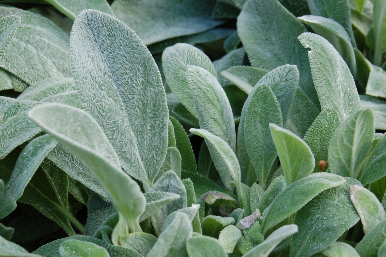 Чистец шерстистый