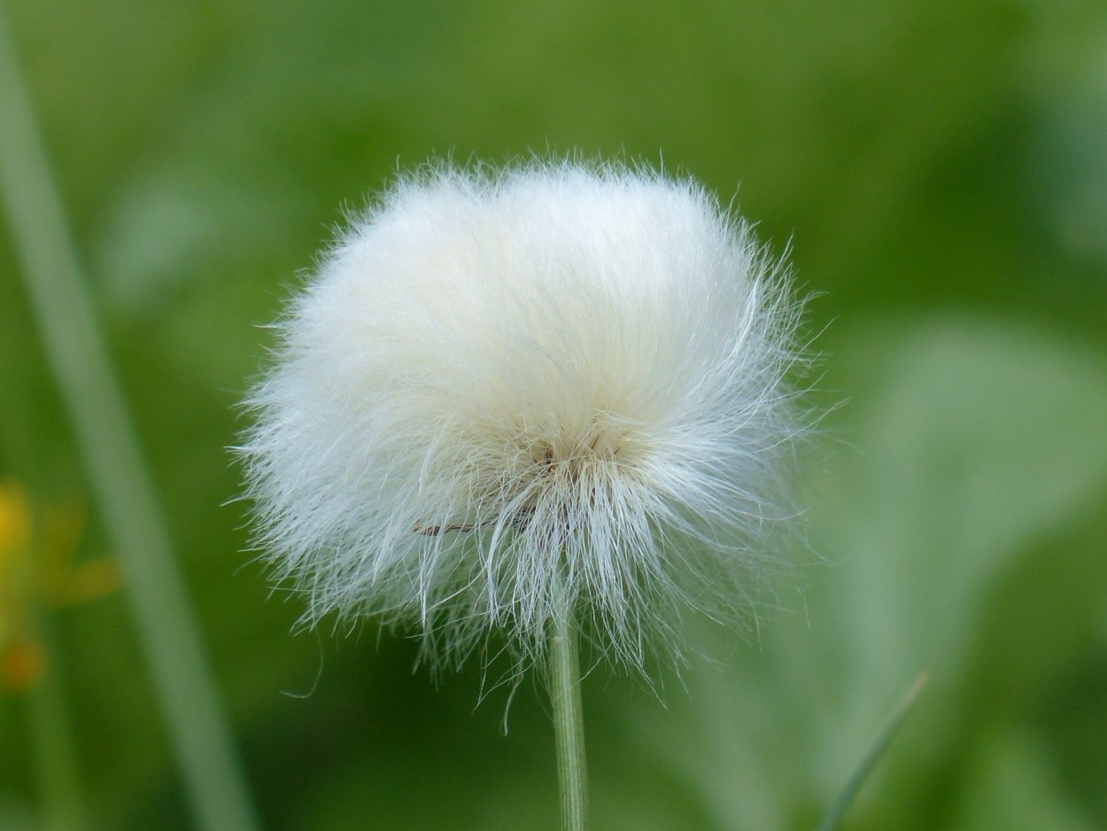 Мюленбергия волосовидная