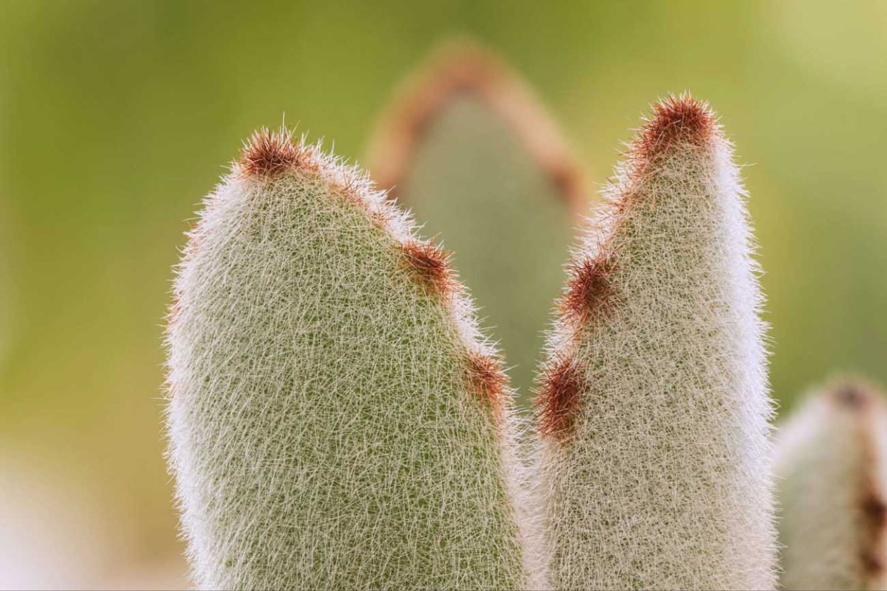 Чистец шерстистый заячьи ушки