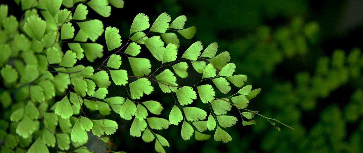 Зеленая трава