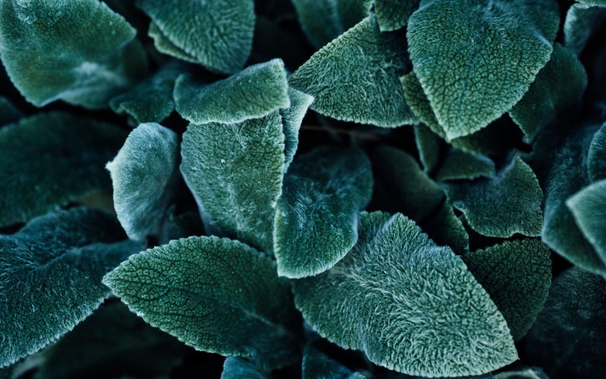 Зеленчук желтый Вариегата