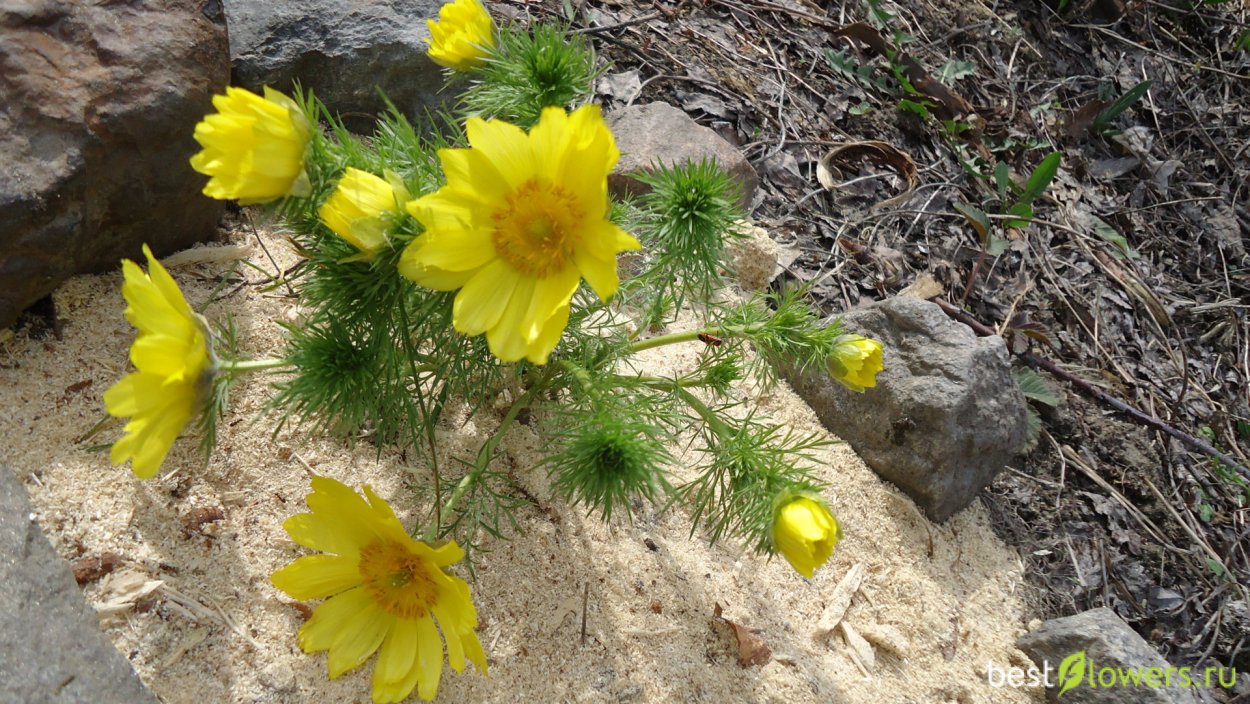 Адонис Стародубка сбор