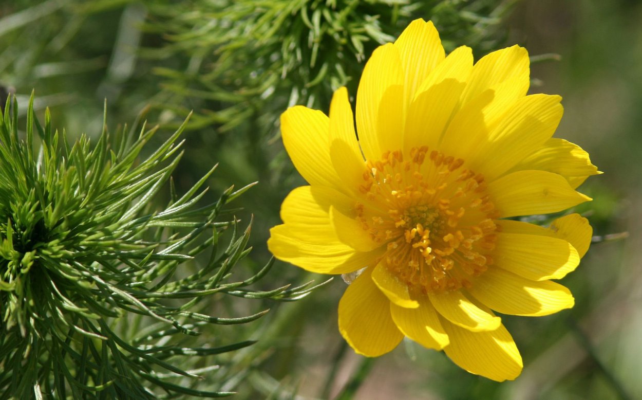 Горицвет весенний (Adonis vernalis)