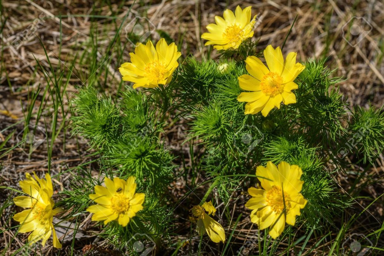 Адонис огородный
