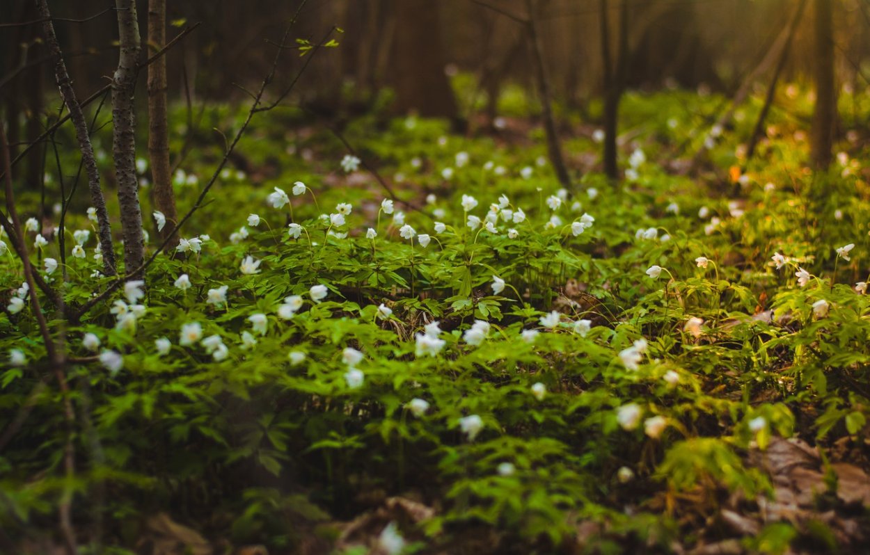 Степные растения адонис