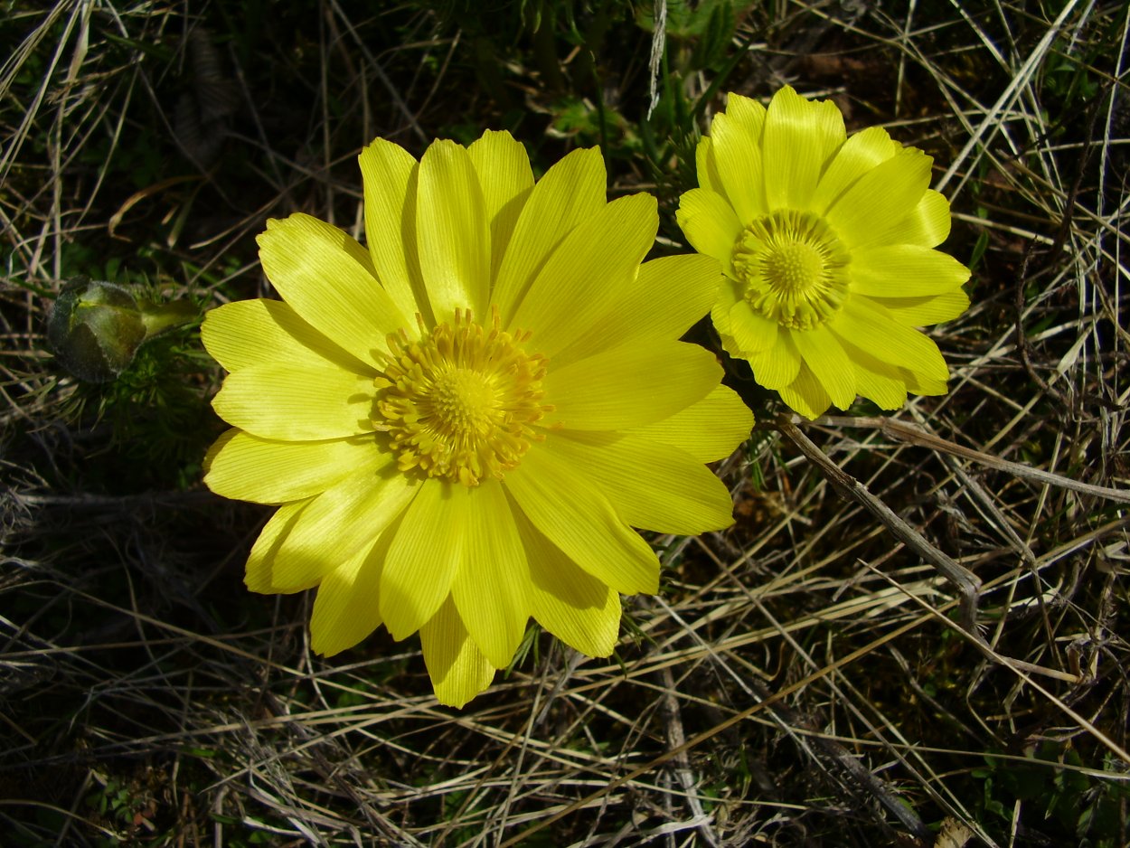Адонис весенний - Adōnis vernālis