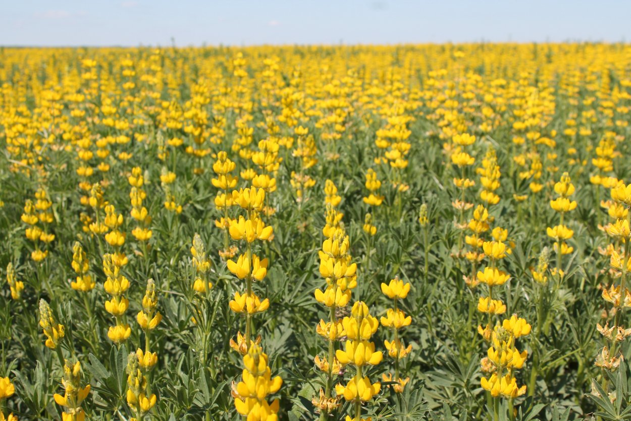 Нюдовые цветы