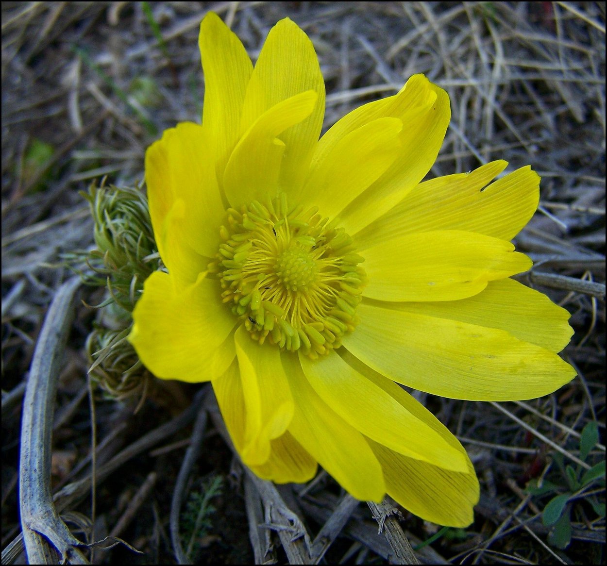 Семейство крестоцветные ярутка