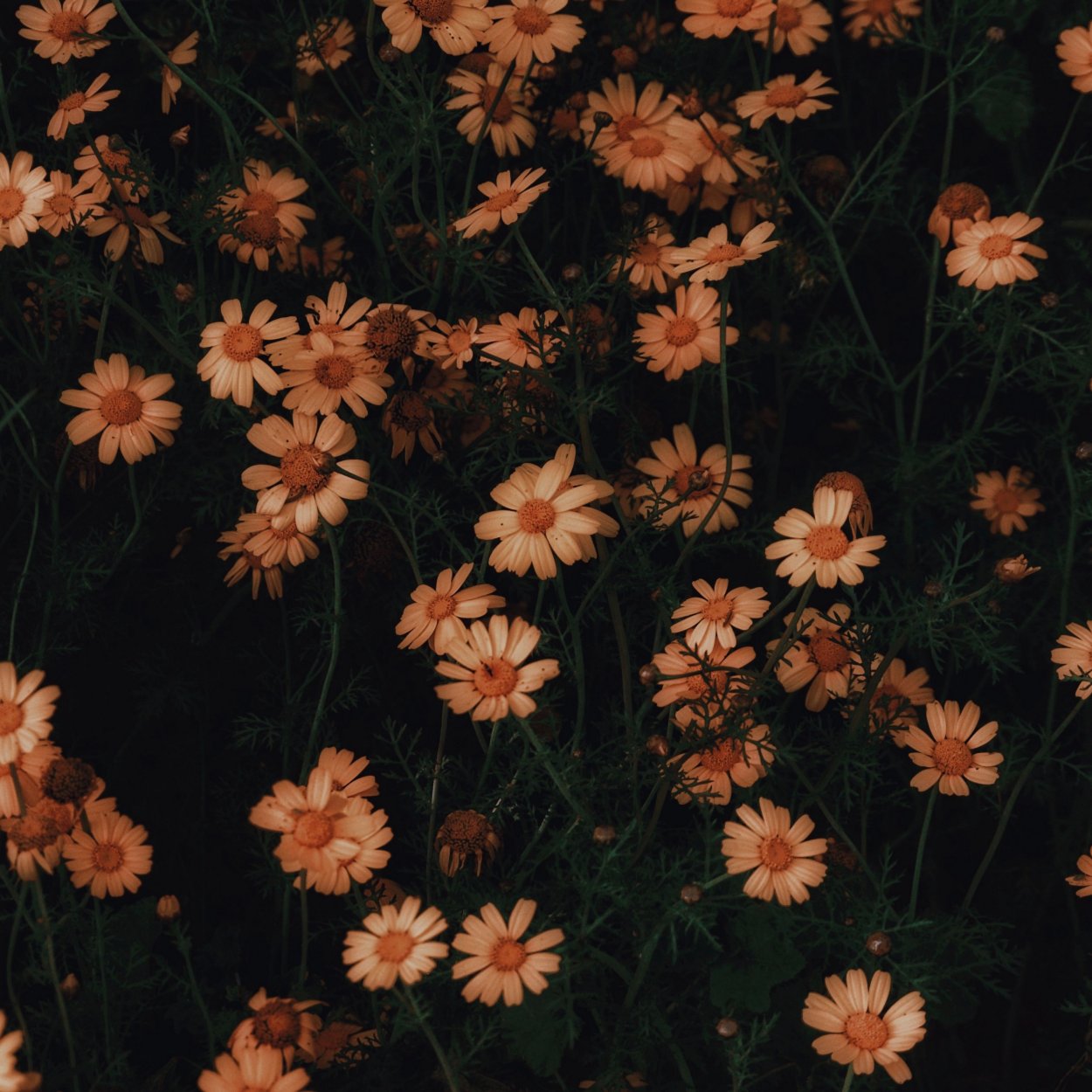 Русская природа летом