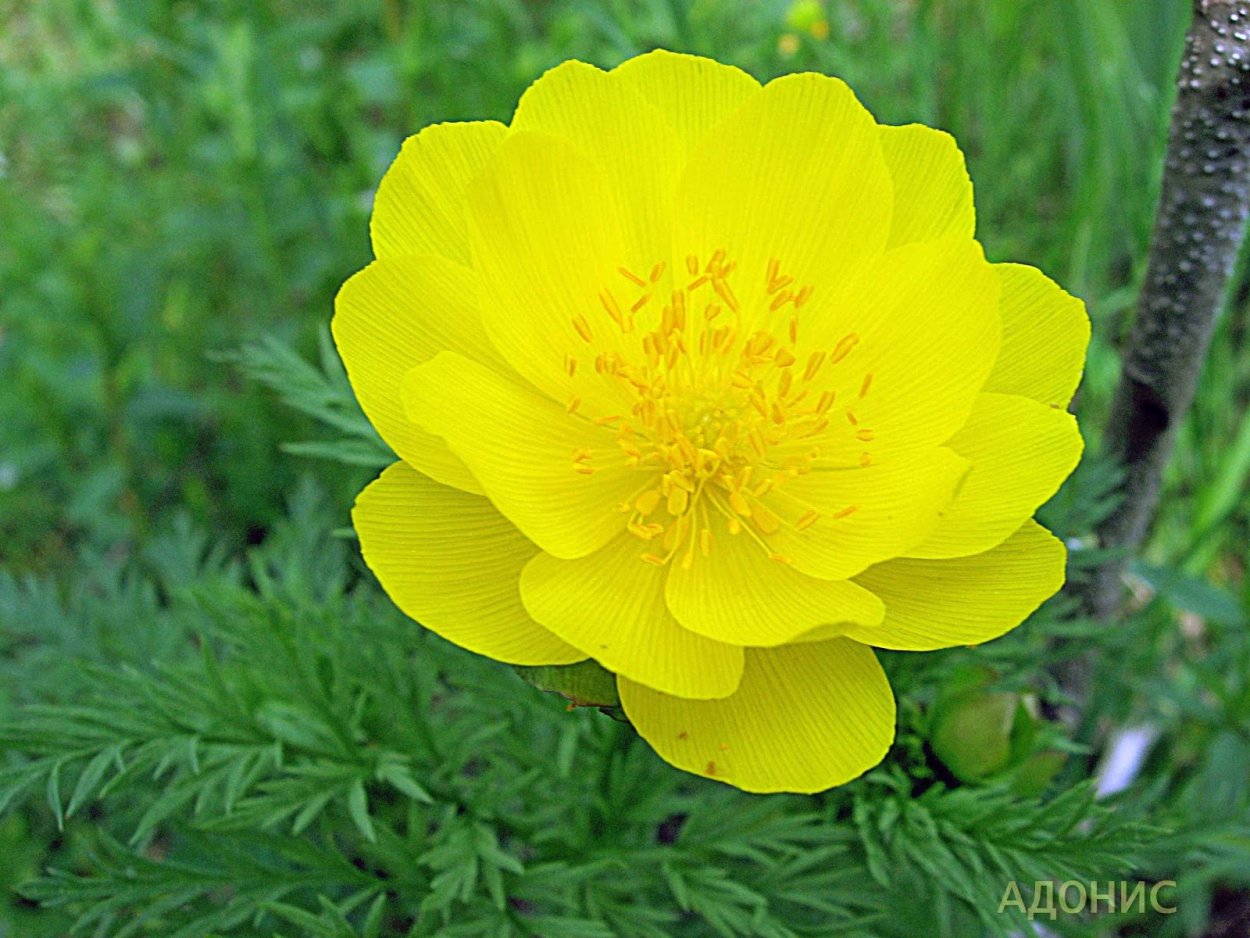 Растение адонис бревистула