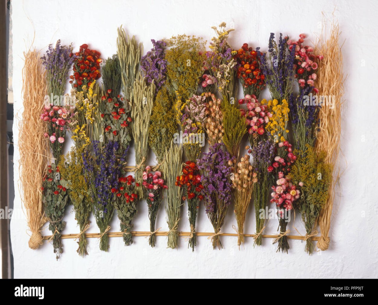 Гербарии из гипса Рейчел Дейн