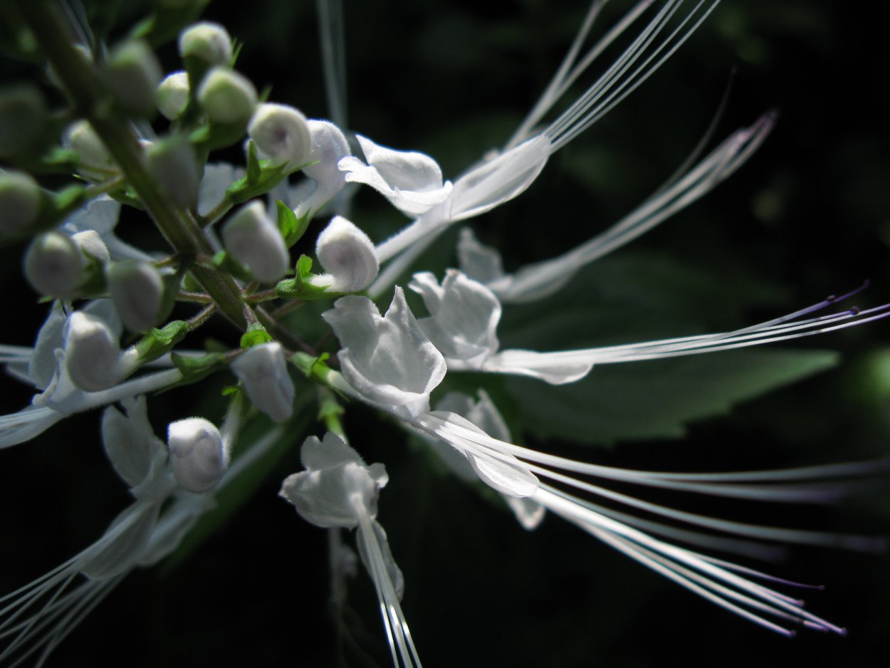 Ортосифон другое название