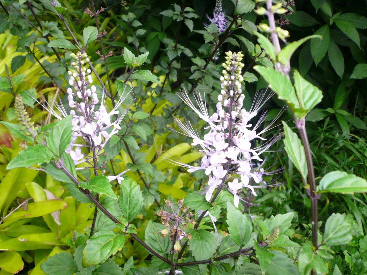 Ортосифон цветок