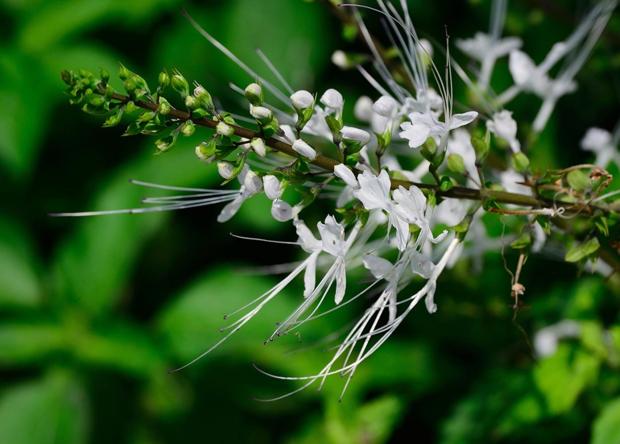 Ортосифон трава где растет в Иванове