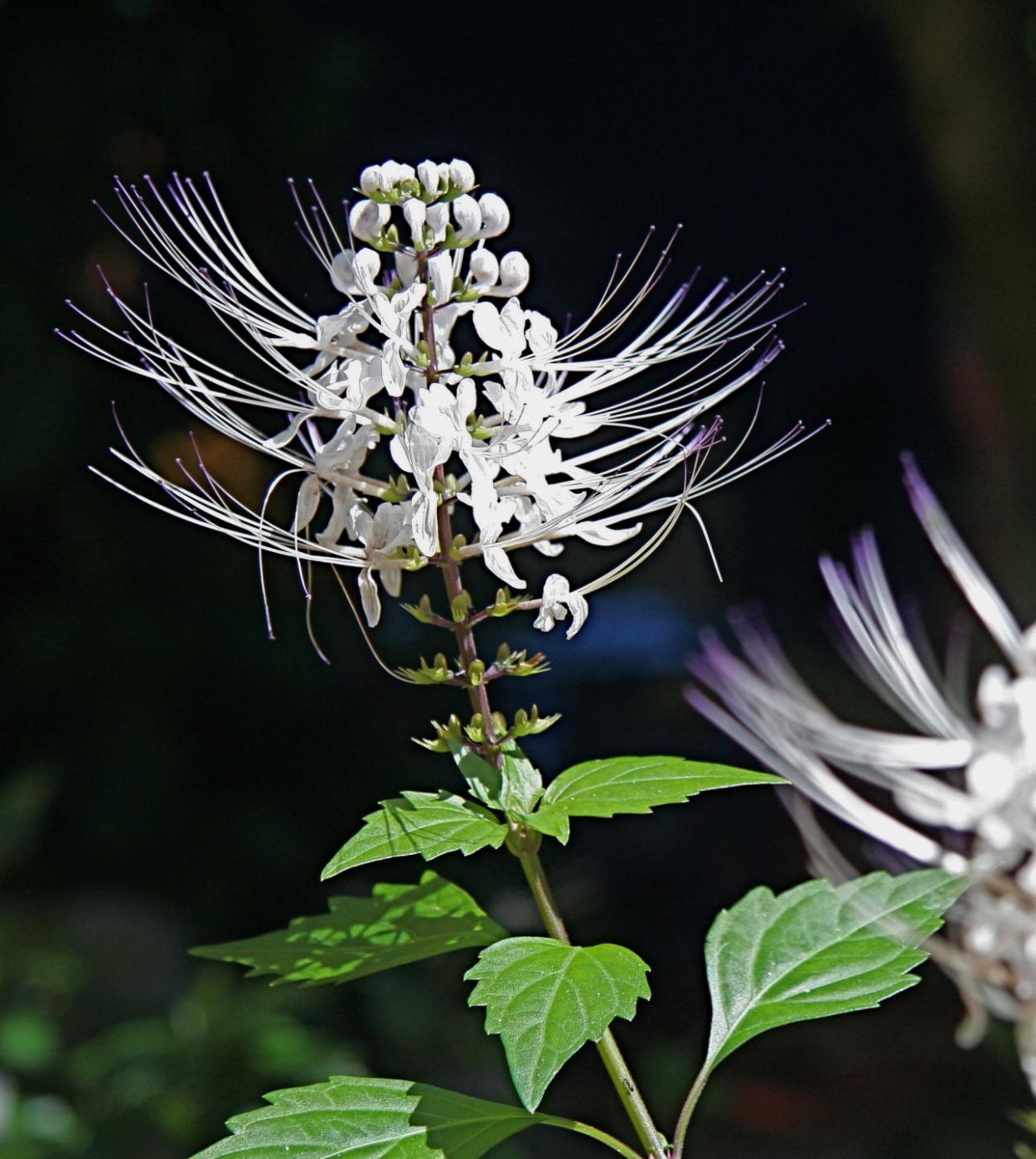 Ортосифон тычиночный