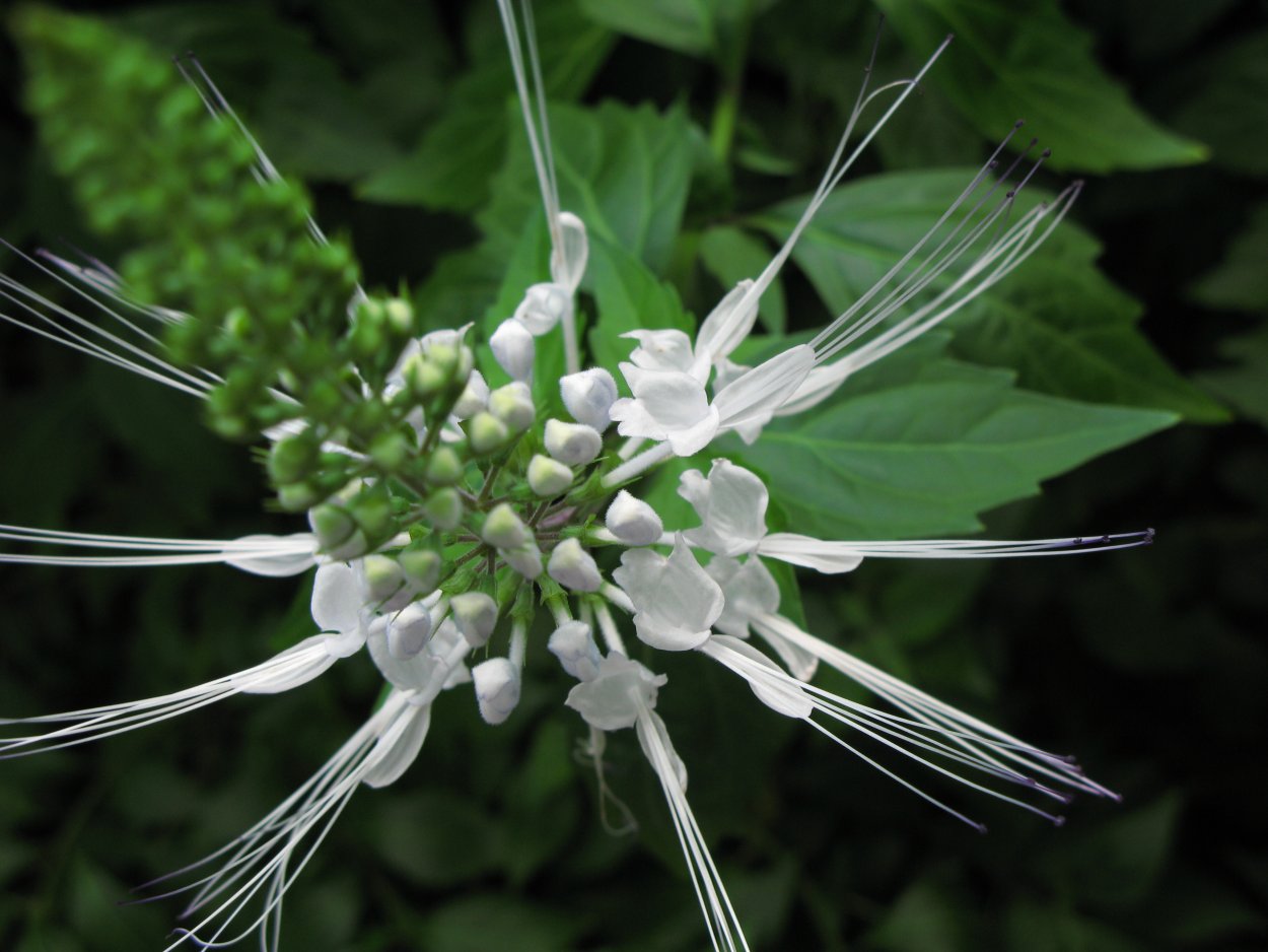 Эвалар чай био для почек ф/п 1,5 г №20