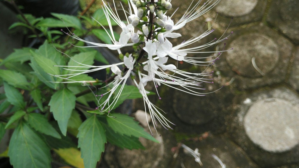 Клеродендрум ортосифон