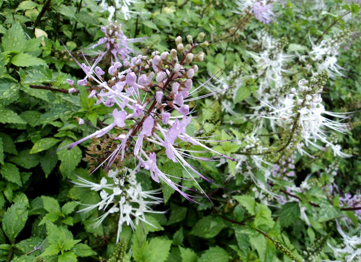 Как выглядит в природе ортосифон