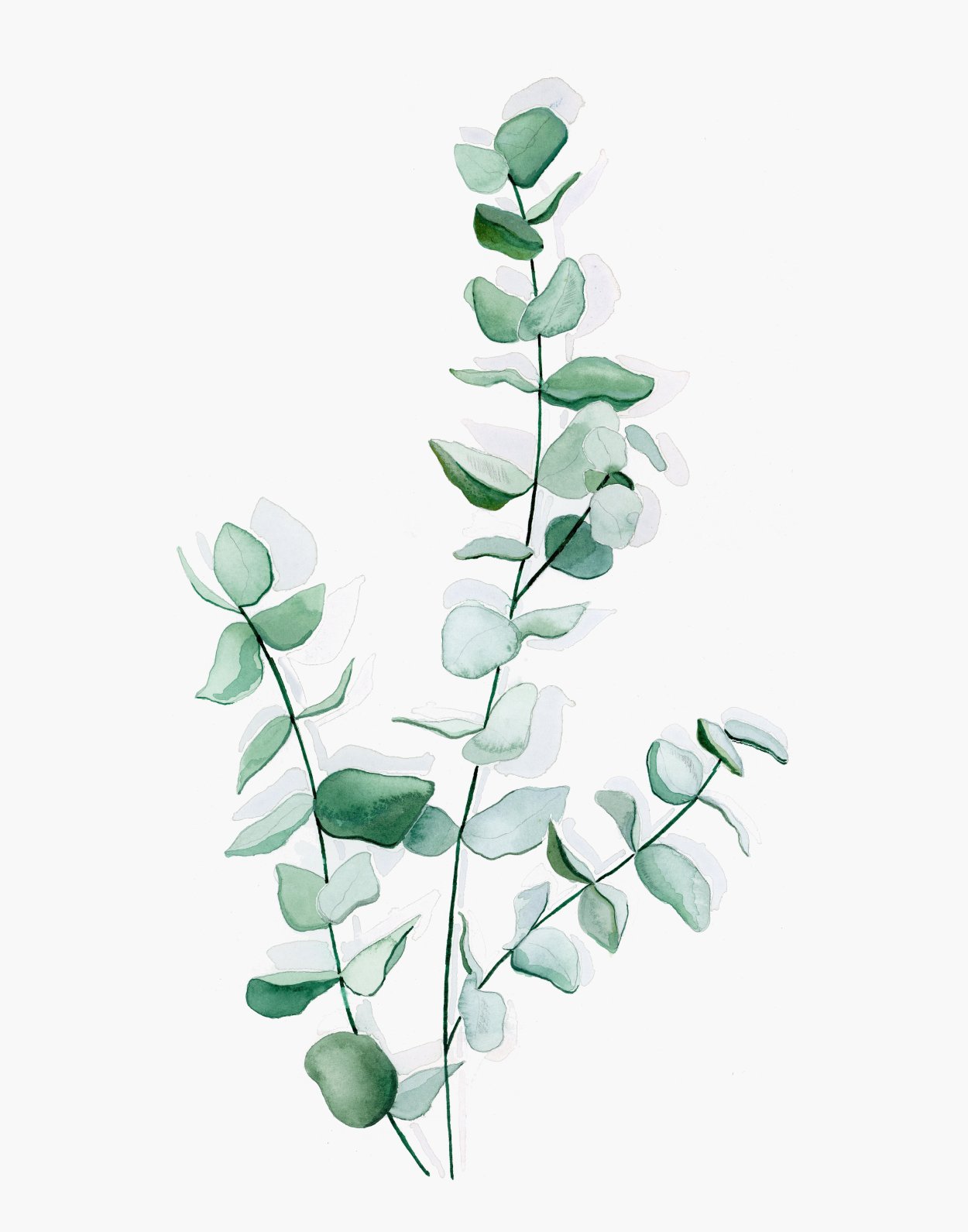 Orthosiphon stamineus