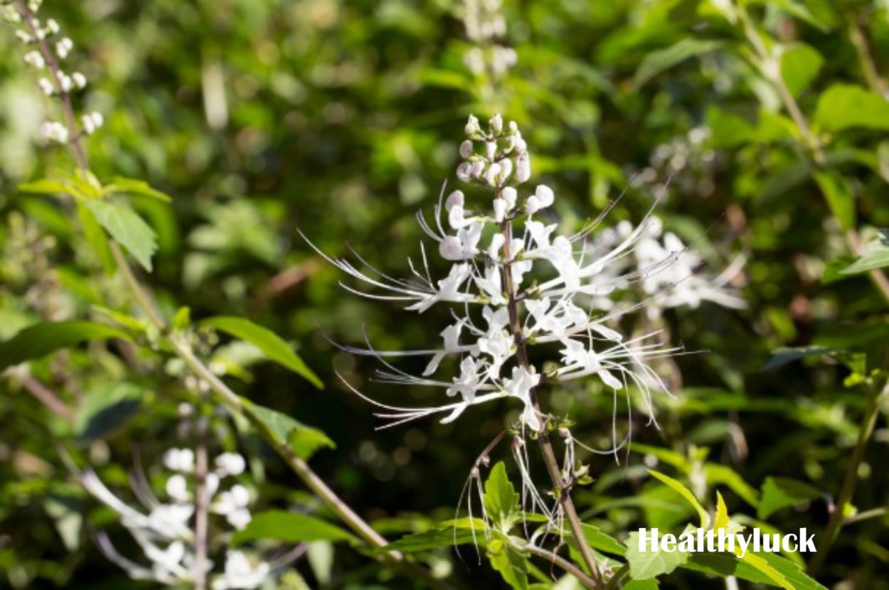 Manfaat daun Kumis kucing Orthosiphon aristatus