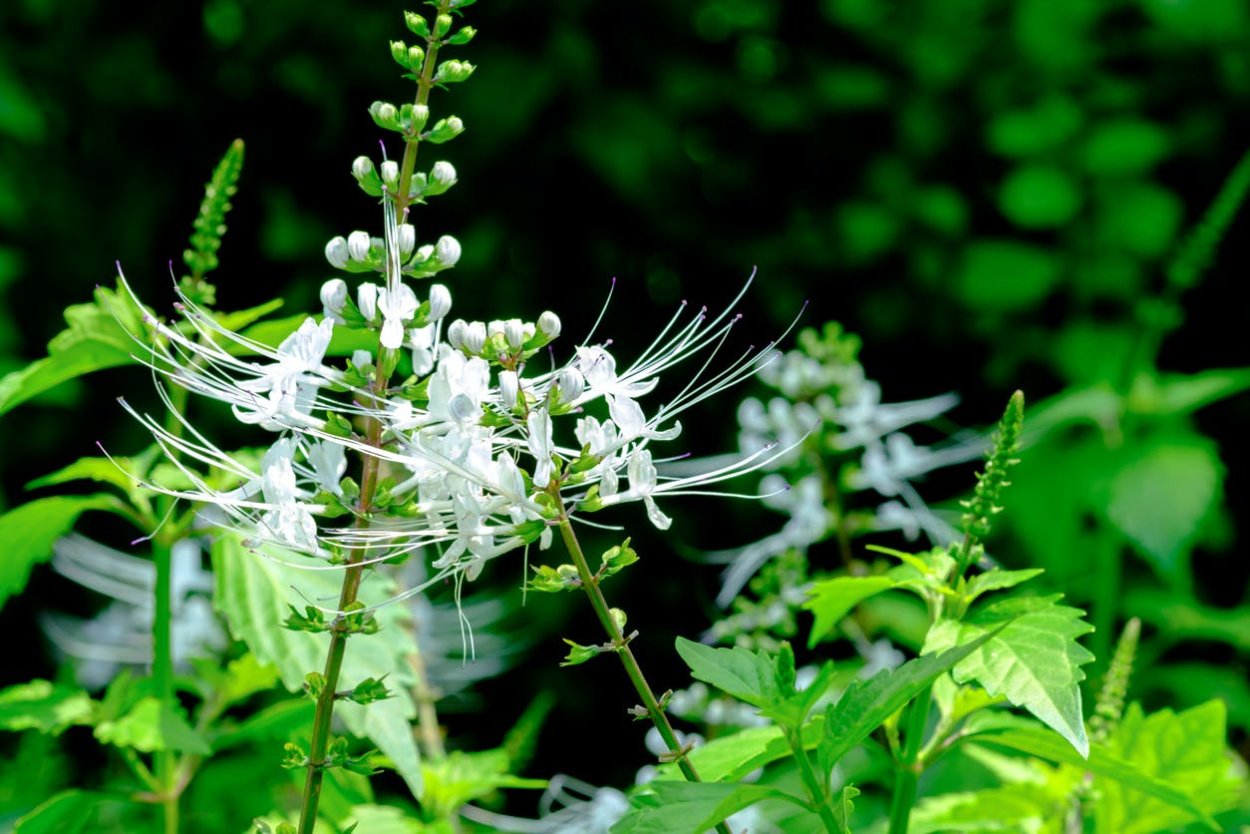 Ортосифон цветы чай