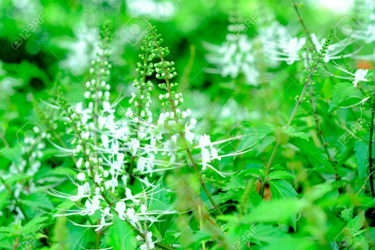 Ортосифон пакеты