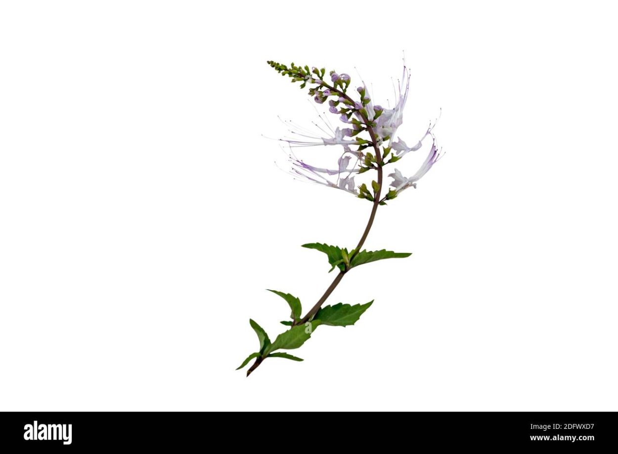 Почечный чай ортосифон