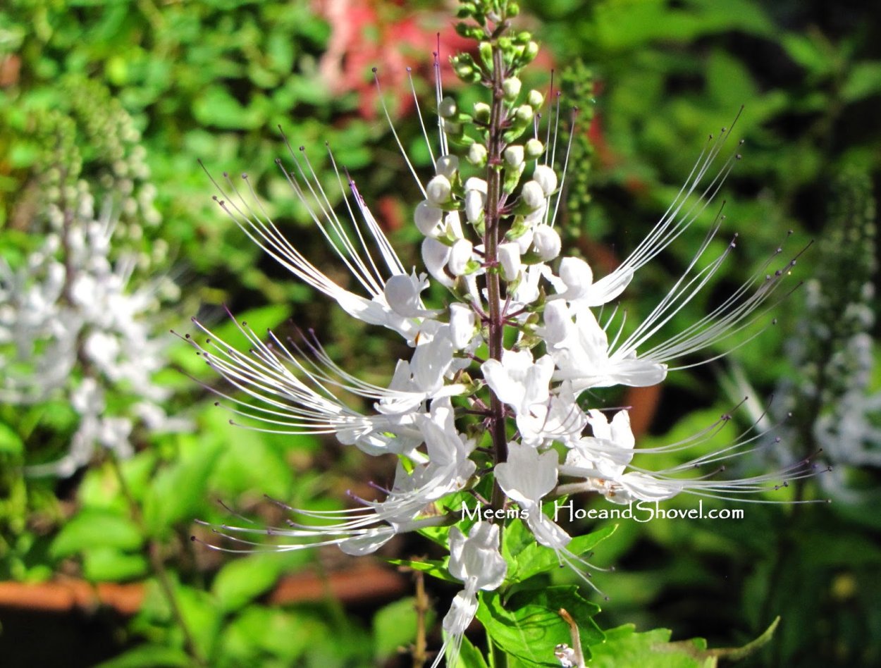 Ортосифон тычиночный ГФ