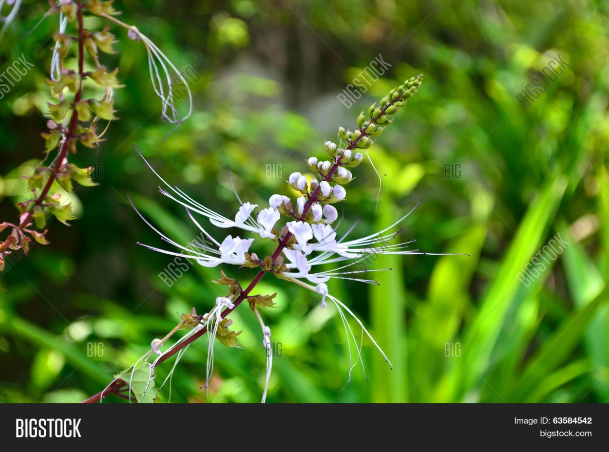 Ортосифон тычиночный гербарий