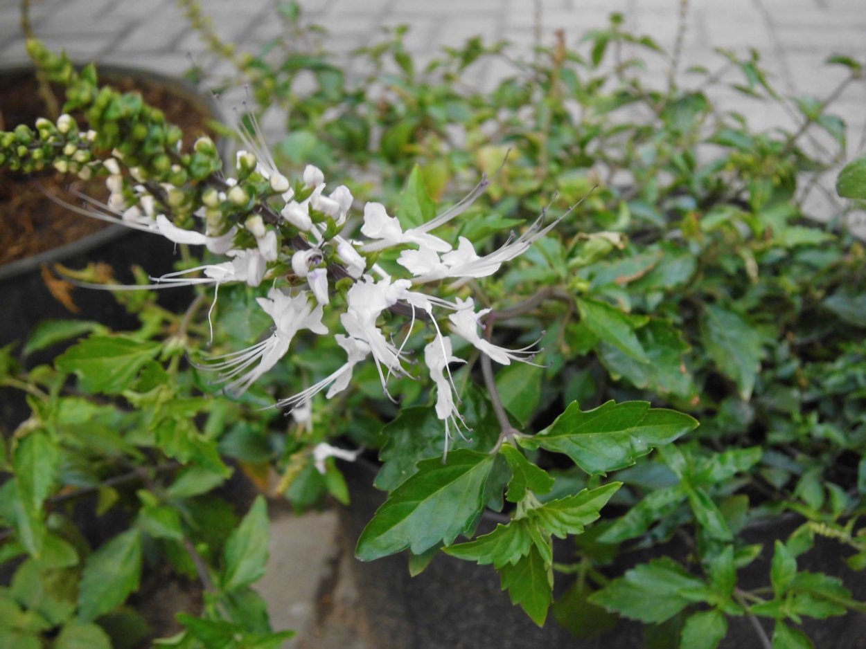 Ортосифон тычиночный