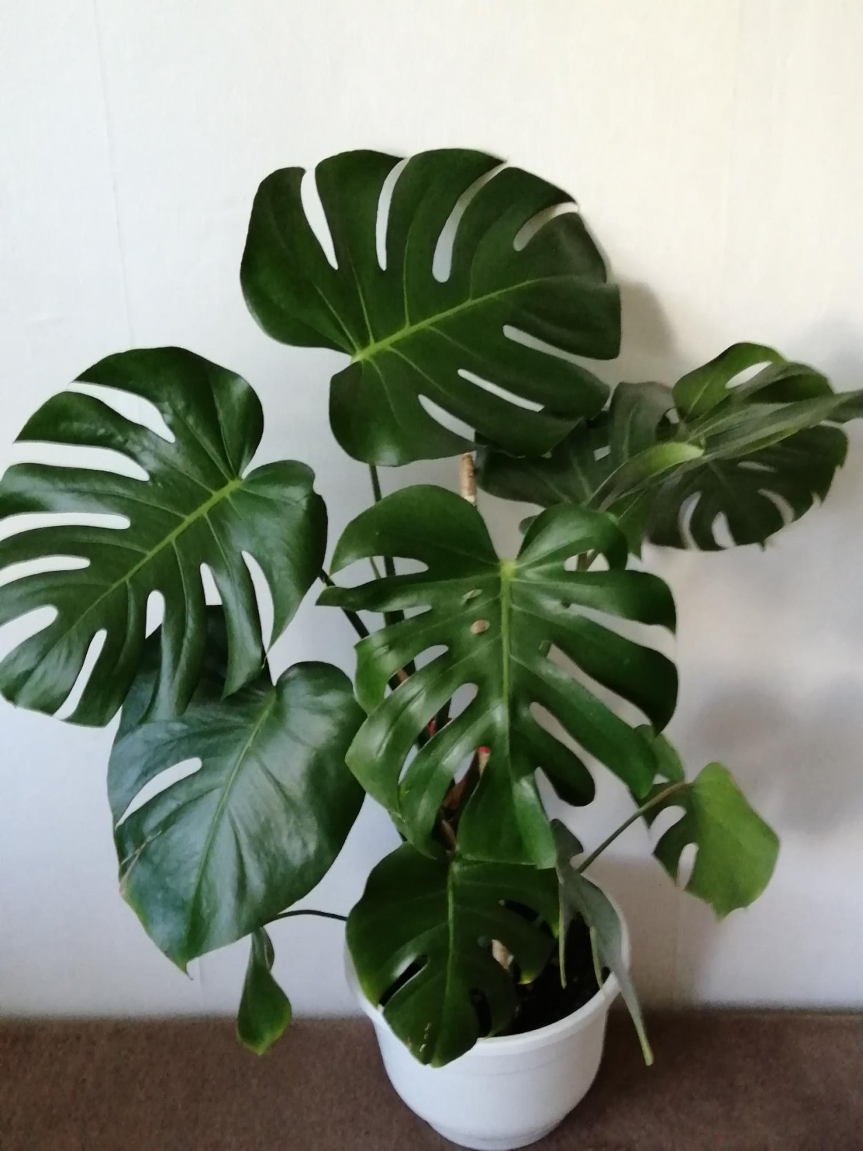 Филодендрон Рафидофора