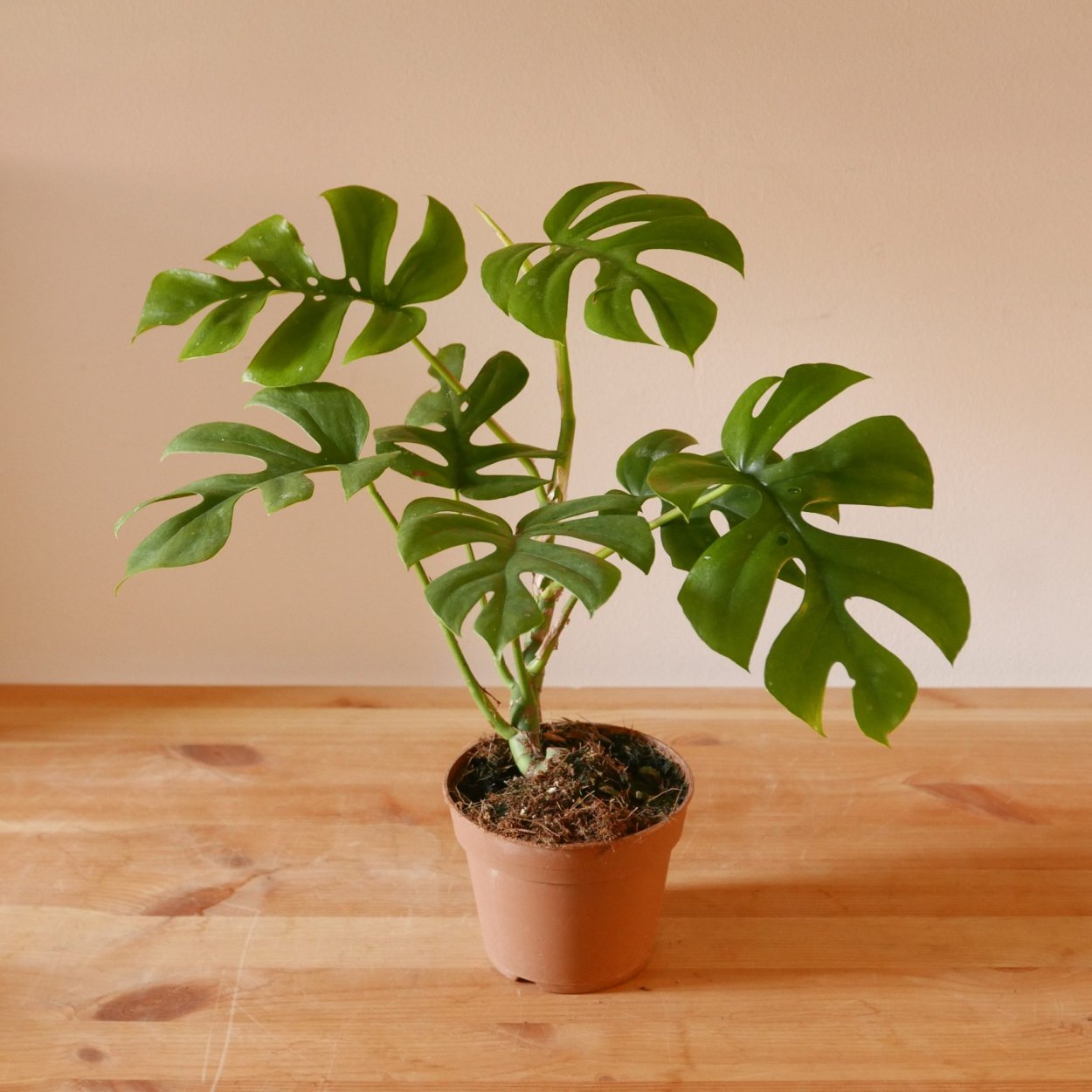 Монстера Минима Рафидофора